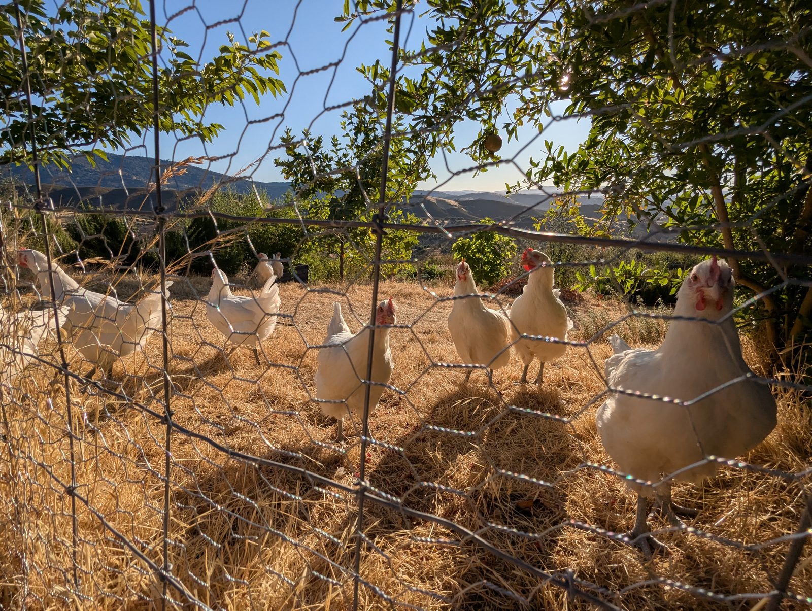 Heritage hens foraging through mulch beneath the elderberry rows