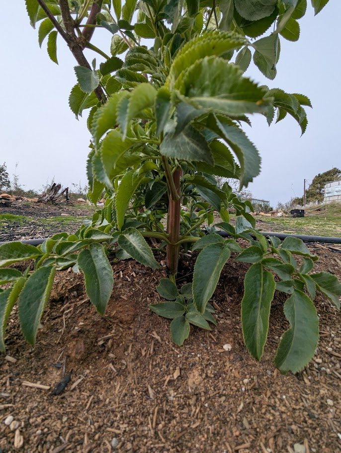A young blue elderberry shrub in compound leaf, mulched at the base
