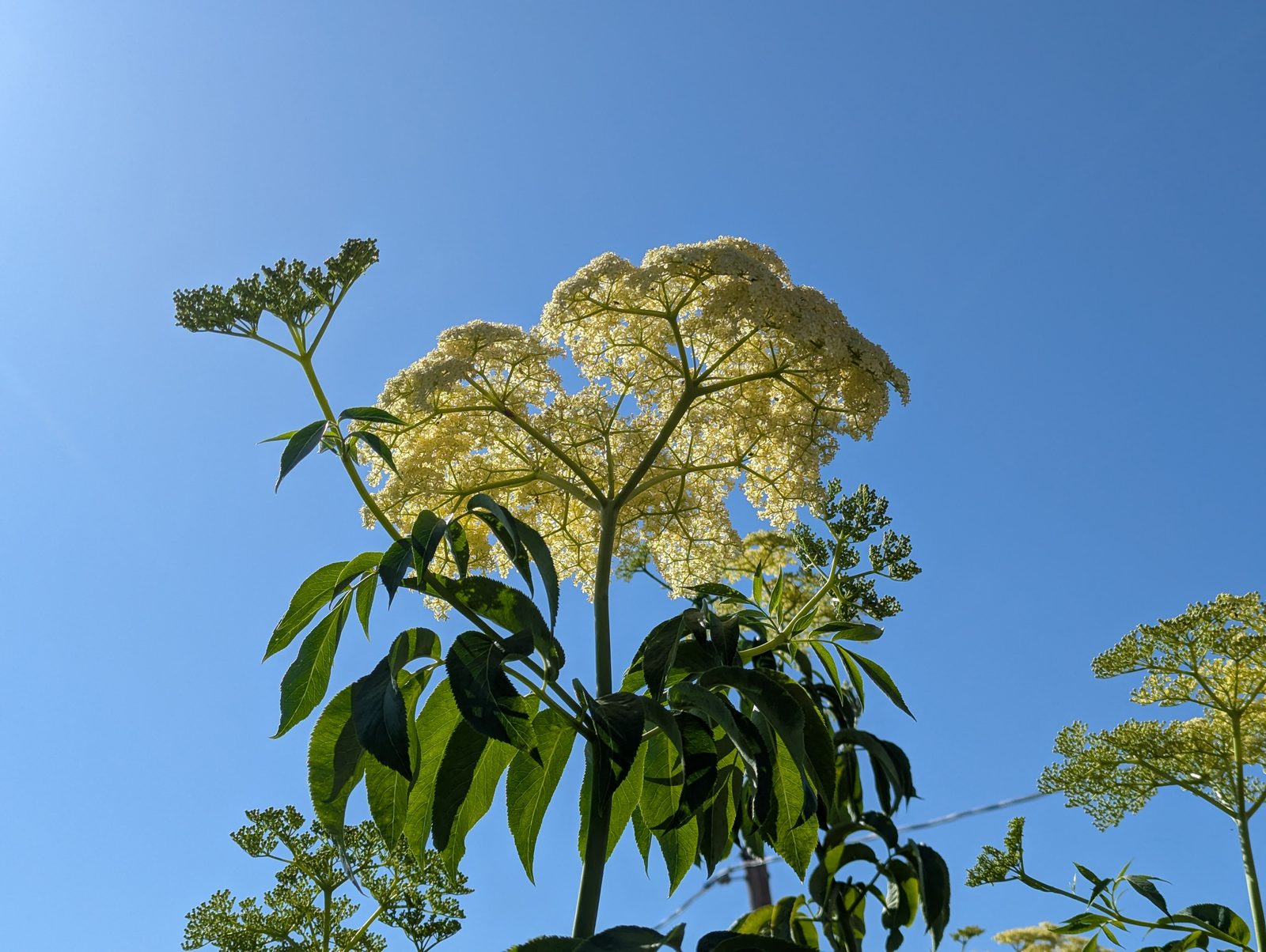 Rows of elderberry shrubs in cultivation