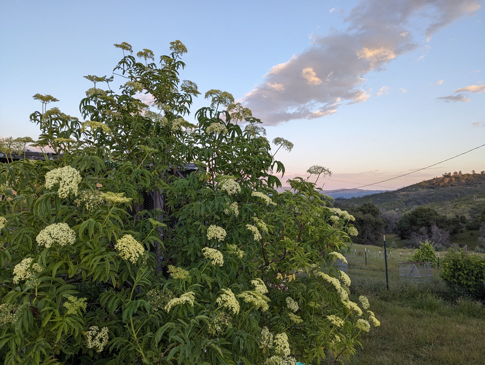 Elderberry shrubs in bloom against a Sierra foothill sky at dusk